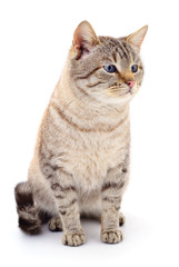 Cat on a white background