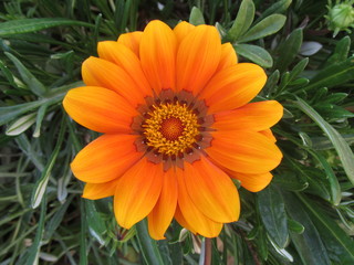 yellow basement daisy flower