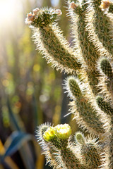 Closeup of Cholla cactus in bloom on a spring morning with sunshine and haze