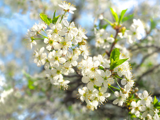 A branch of cherry blossoms in the spring on a sunny day.