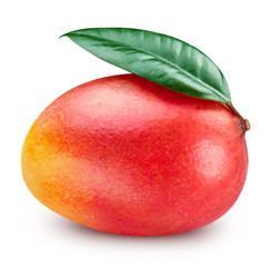 Mango leaf isolated