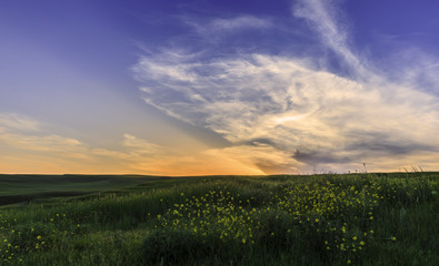 Fototapeta na wymiar Spring in the fields of Gobustan
