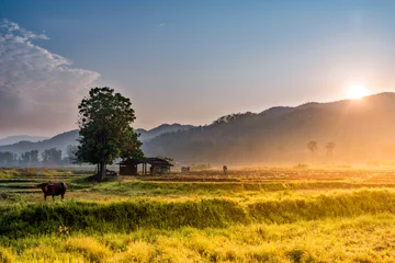 Fotobehang Oranje The sunrise to the field, there is a buffalo and the cow is eating grass.  © Ratthasart