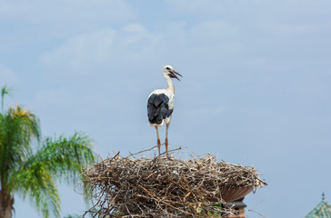 Storks on the nest in Morocco