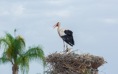 Storks on the nest in Morocco