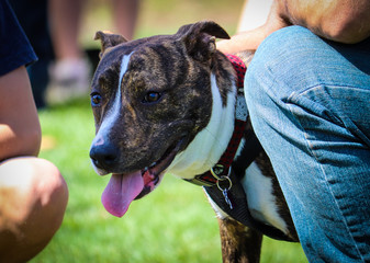 Happy bull terrier next to owner with extended tongue and blurred background