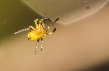 macro photo of a small yellow spider which after birth tries to crawl away somewhere