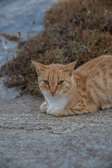 A playful cat in Amorgos lying on the road