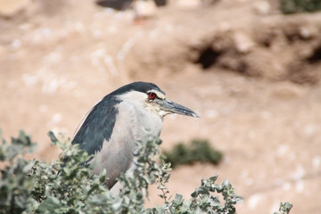Pájaro con ojo rojo