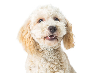 Cute Poodle Mixed Breed Dog Closeup