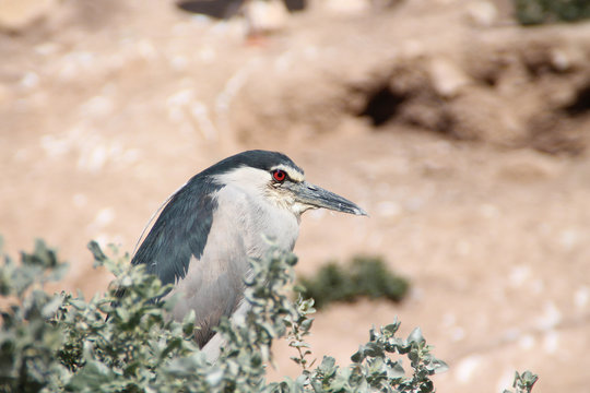 StockFotos & Videos. Adobe Stock