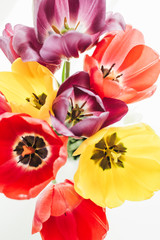 Fototapeta na wymiar Colorful fresh tulips flowers bouquet on white background.