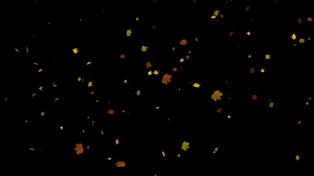 Autumn season colorful leaves falling down over black background. Slow motion.