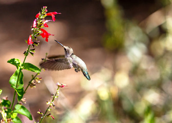Hummingbird In-Flight With Red Wildflower