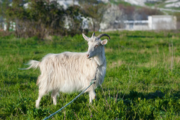 one goat in a green meadow on a leash
