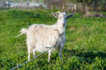 Fototapeta premium one goat in a green meadow on a leash
