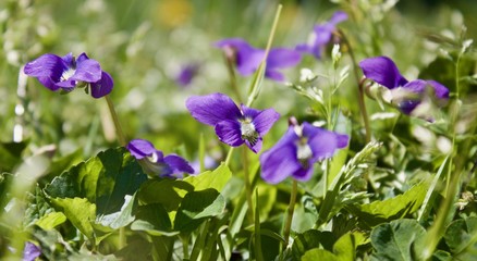 Violets in Macro