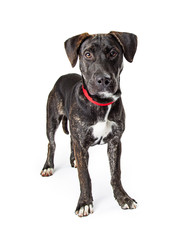 Labrador Retriever Crossbreed Dog Black and White