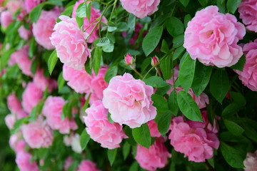Rosen in voller Blüte, Ramblerrosen in rosa