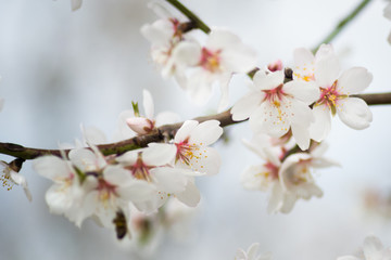 Almond orchard near Hustopece, Czech Republic, Europe