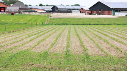 field with young corn and farming site