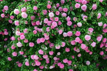 Rosen in voller Blüte, Ramblerrosen in rosa