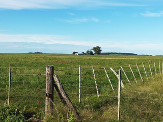 Fototapeta na wymiar Agricultural Field