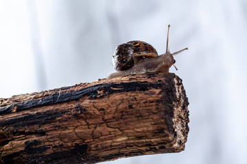 Garden Snail on a log, Close up