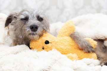 Sleepy Dog With Stuffed Bear