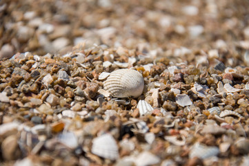 sea shell in the sand, sea background