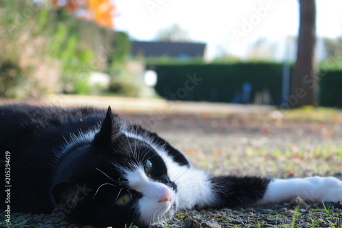 Chat Noir Et Blanc Stock Photo And Royalty Free Images On