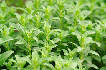 Fresh pennyroyal growing  in garden