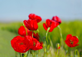Selective focus of red poppies flowers blossom on wild field