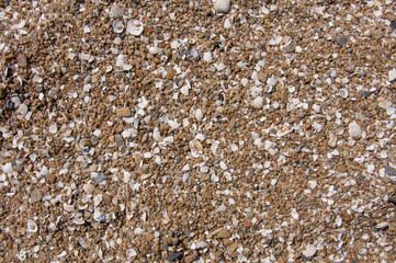 texture of sea sand and seashells background