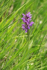 Beautiful spring flower Dactylorhiza majalis, dark purple colored, growing in green grass, endangered, protected plant, vertical image