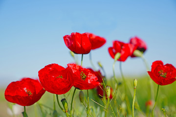 Fototapeta na wymiar Selective focus of red poppies flowers blossom on wild field