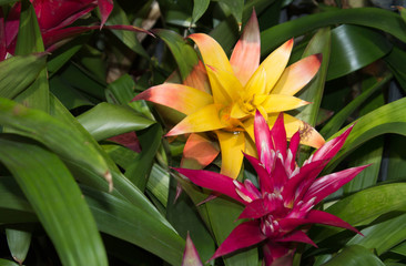 red and yellow tropical flower on green folliage