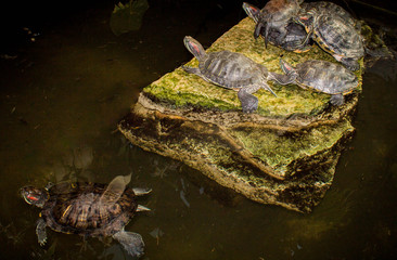 water turtles lie on a stone