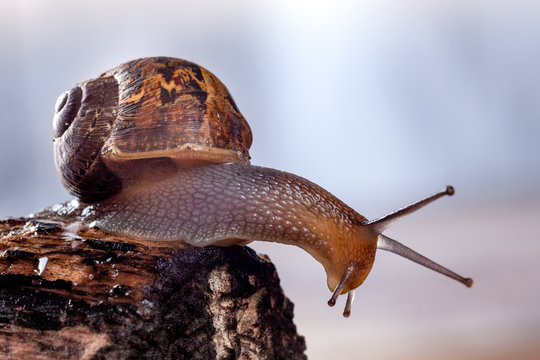 Garden Snail on the edge of a log