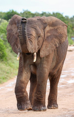 Fototapeta premium African Elephant with Raised Trunk