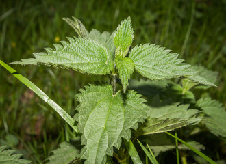 Fototapeta na wymiar green nettle leaves close-up