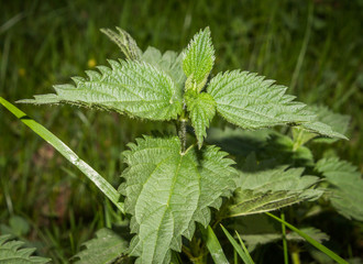 green nettle leaves close-up