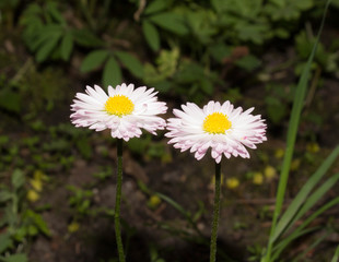pink and white with yellow center flowers