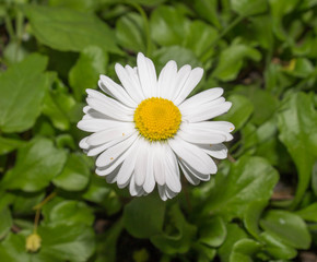 Fototapeta premium chamomile. small white flowers with a yellow middle on green background