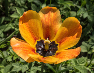 Obraz na płótnie Canvas flower of orange tulips on green grass macro