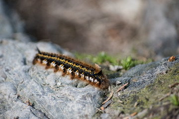 caterpillar
