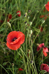 poppy