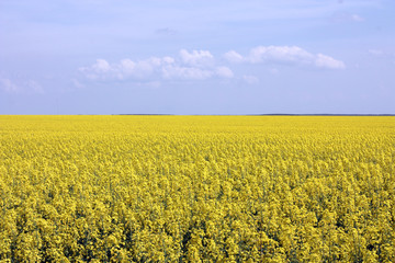 Obraz premium blooming yellow rapeseed field