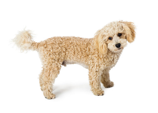 White Poodle Crossbreed Dog Standing Side