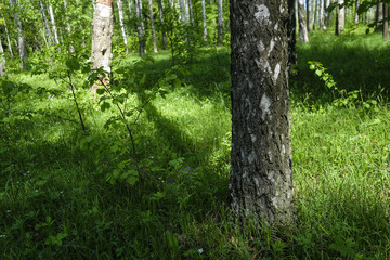 Fototapeta premium Landscape with the image of a summer forest
